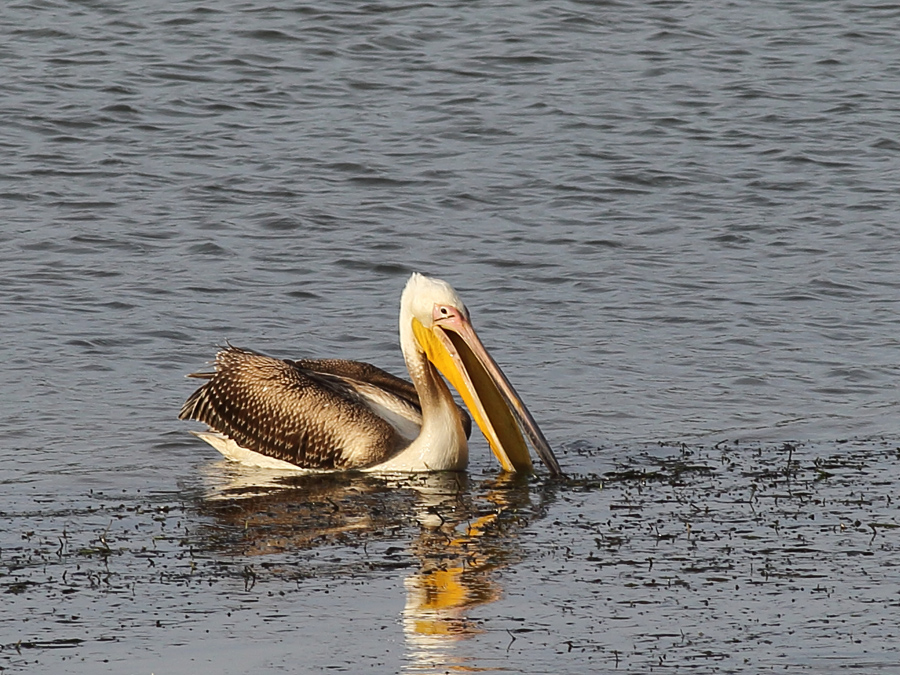 Ak pelikan