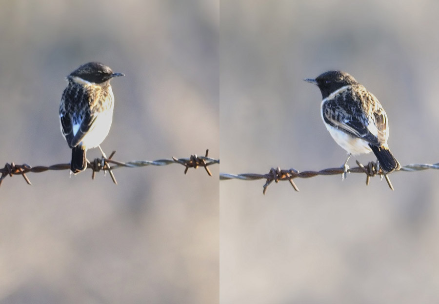 Sibirya taşkuşu