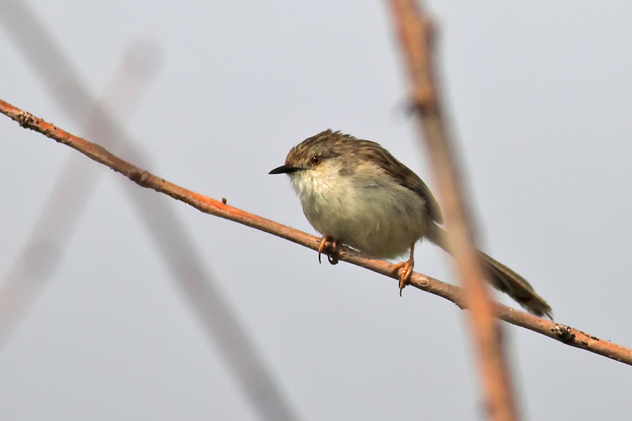 Delicate Prinia