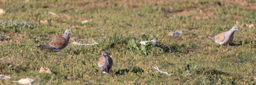 European Turtle Dove