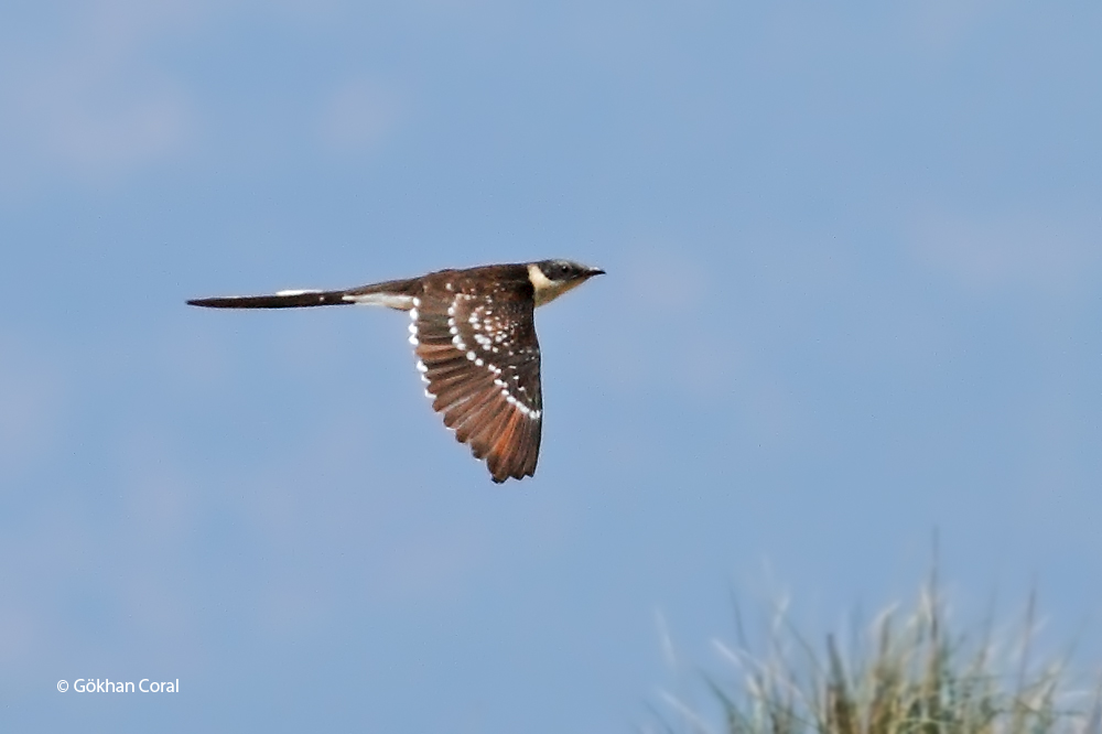 Great Spotted Cuckoo
