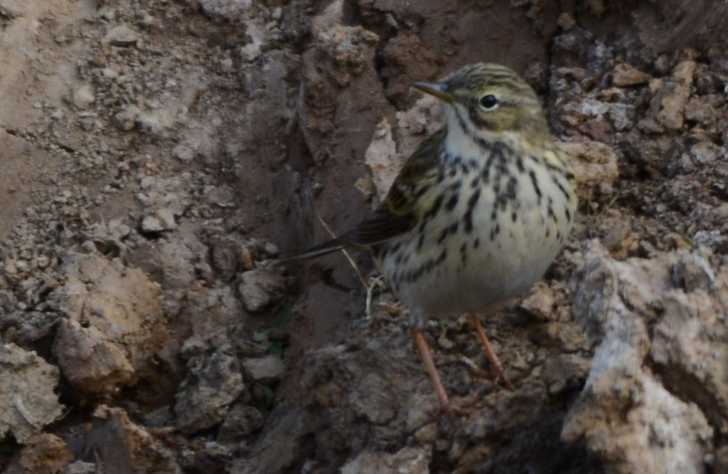 Meadow Pipit