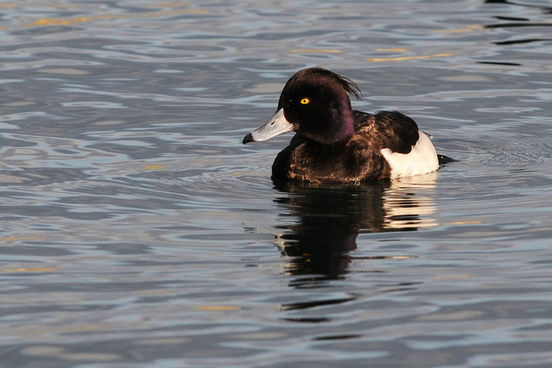 Tufted Duck