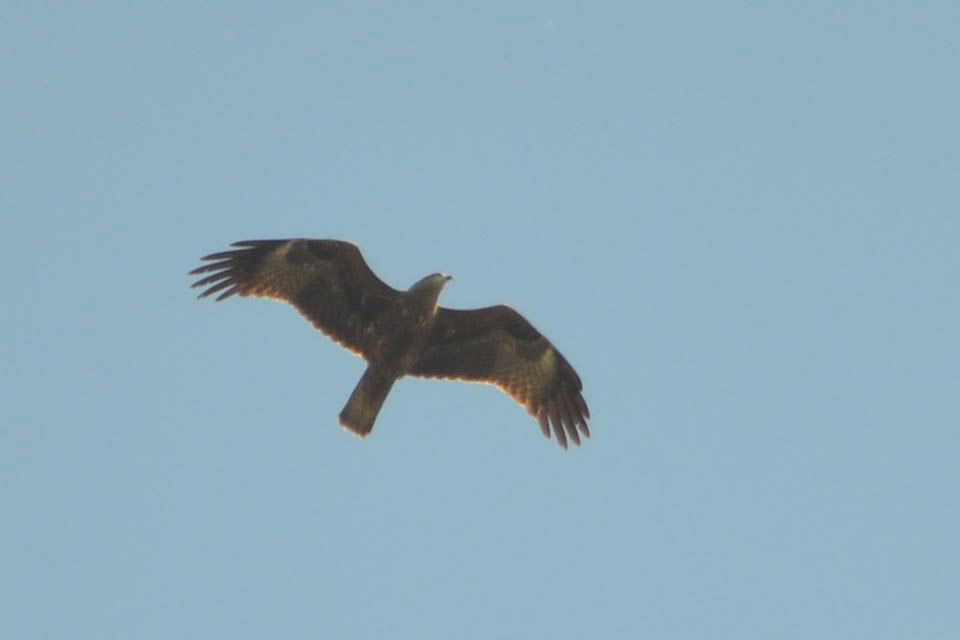 Black Kite