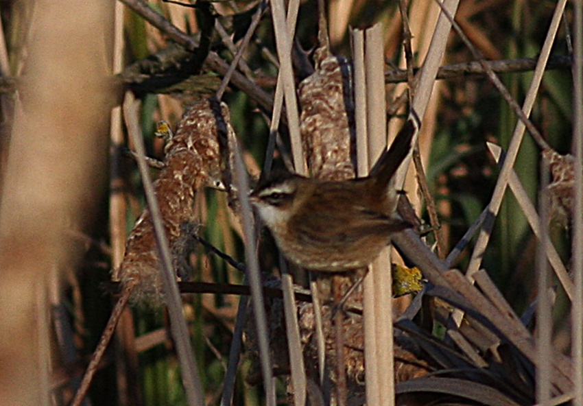 Moustached Warbler