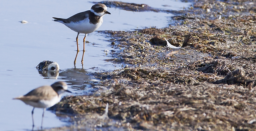 Common Ringed Plover