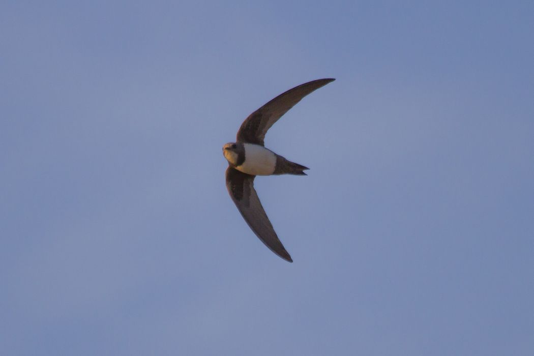 Alpine Swift
