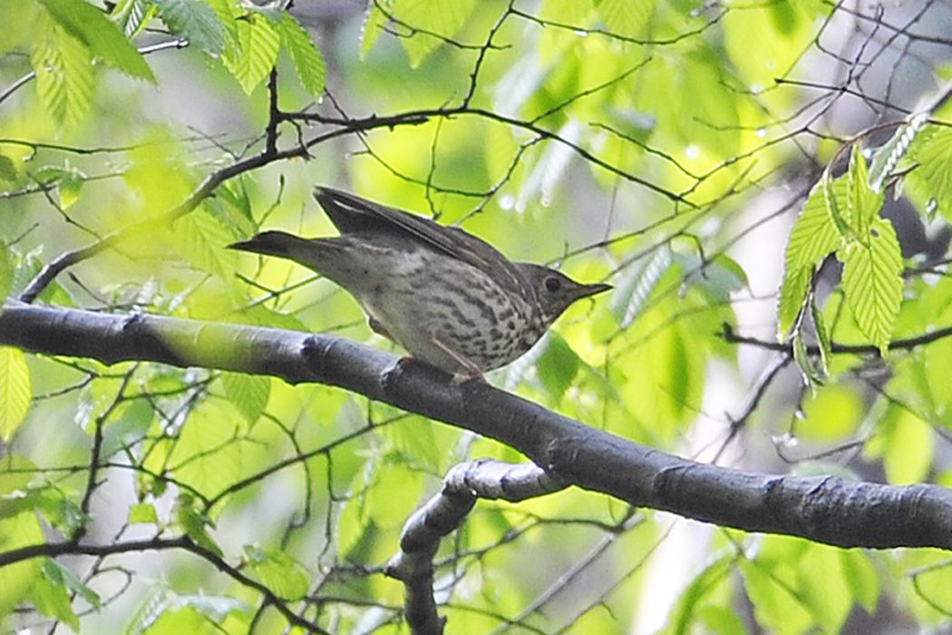 Song Thrush
