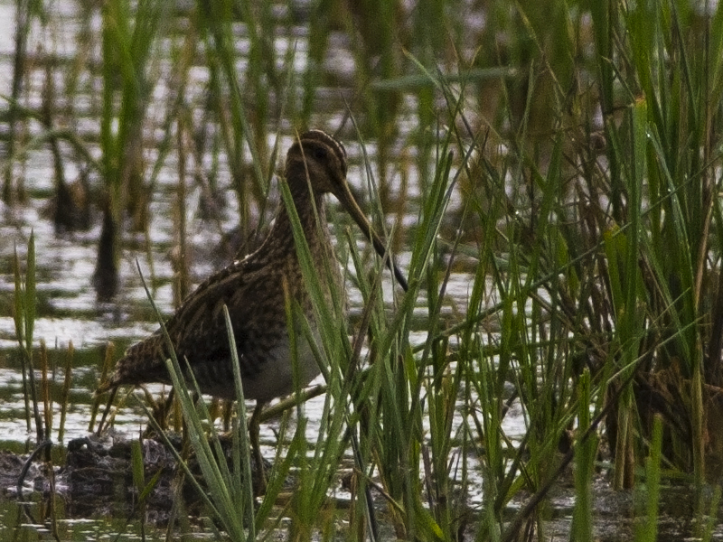 Common Snipe
