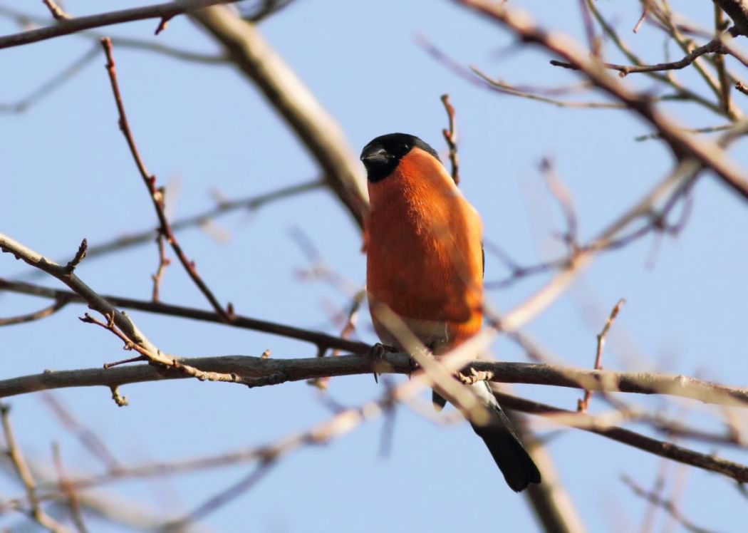 Eurasian Bullfinch