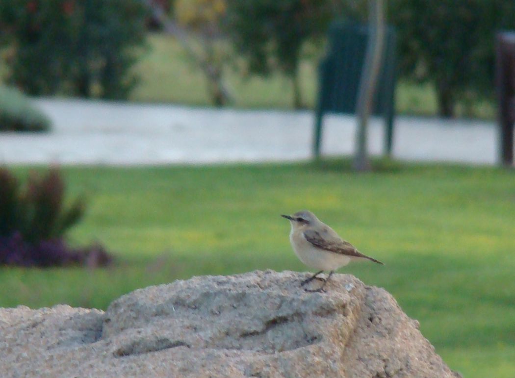 Northern Wheatear