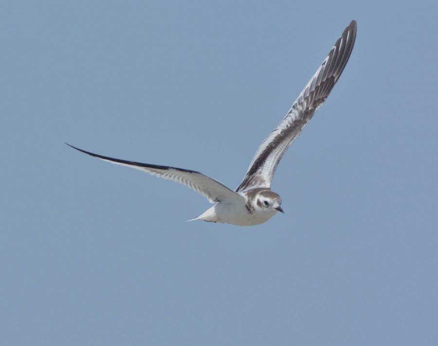 Little Gull