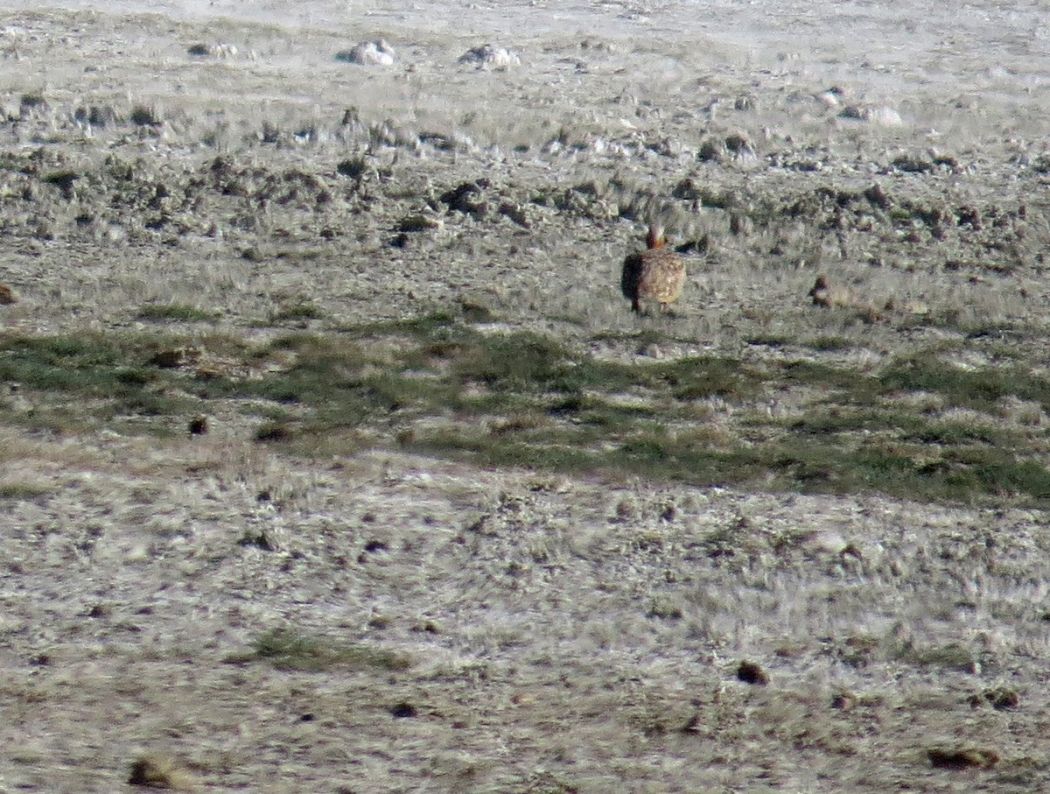 Black-bellied Sandgrouse