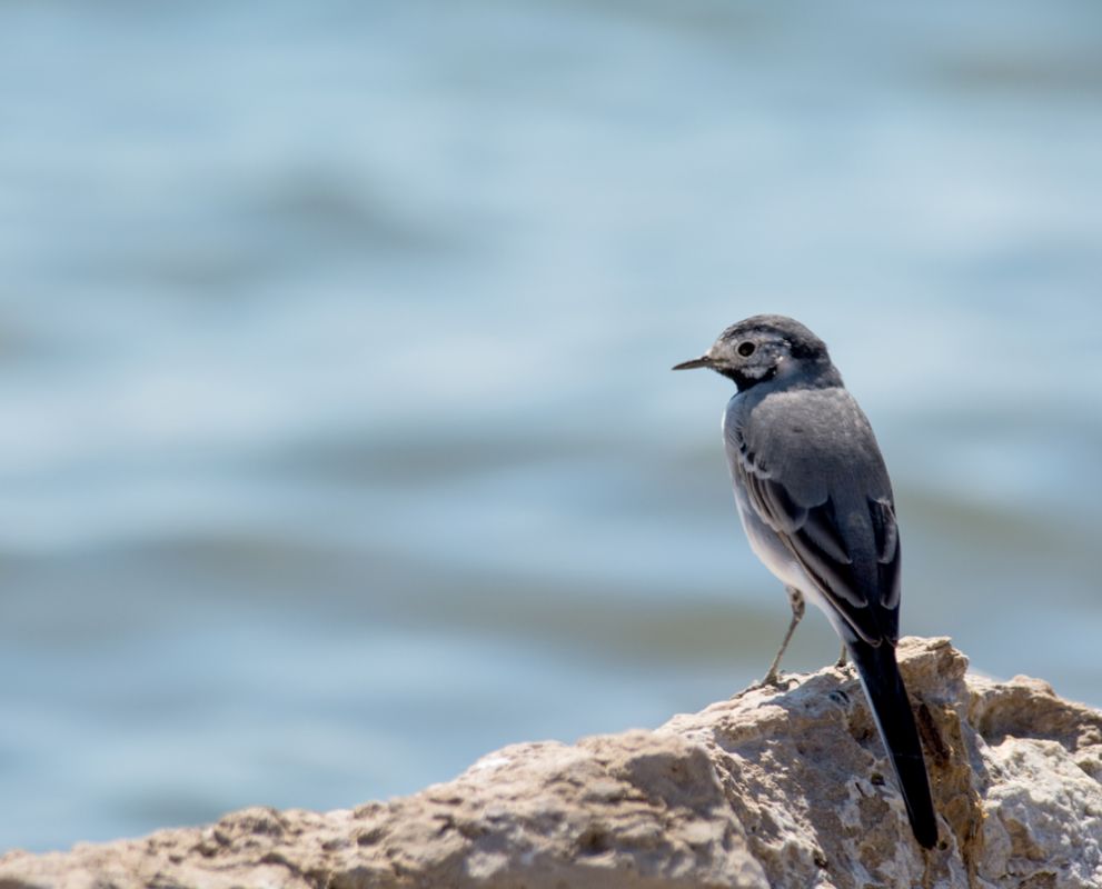 White Wagtail