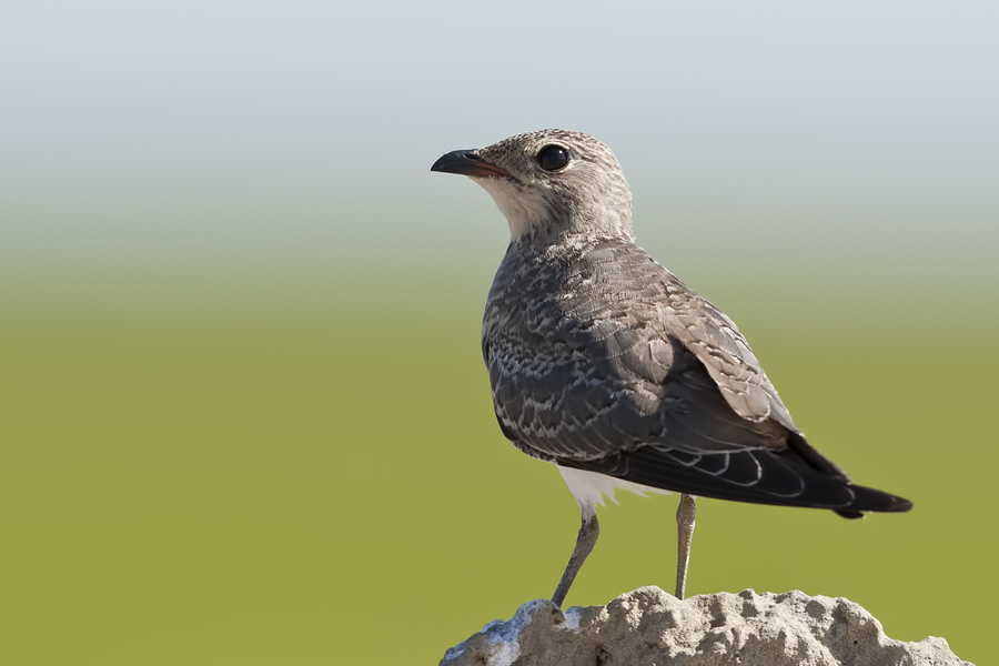 Collared Pratincole