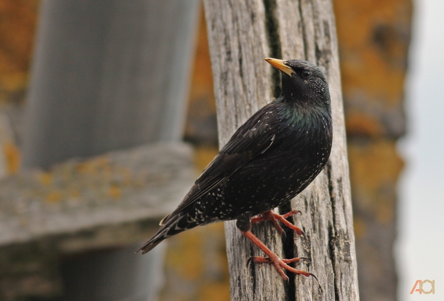 Common Starling