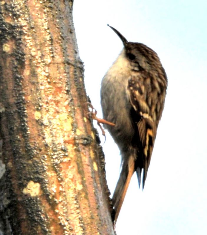 Short-toed Treecreeper