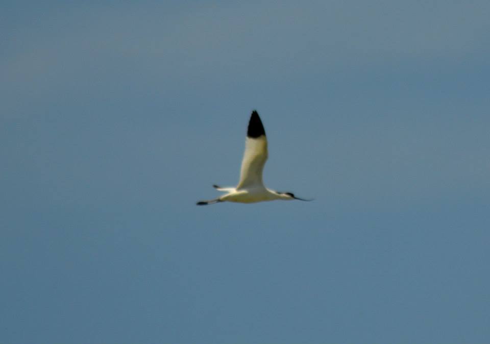 Pied Avocet