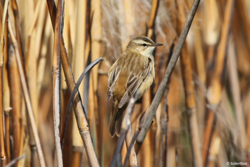 Sedge Warbler