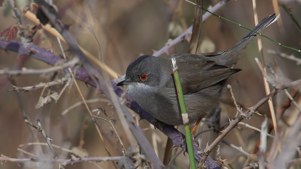 Sardinian Warbler