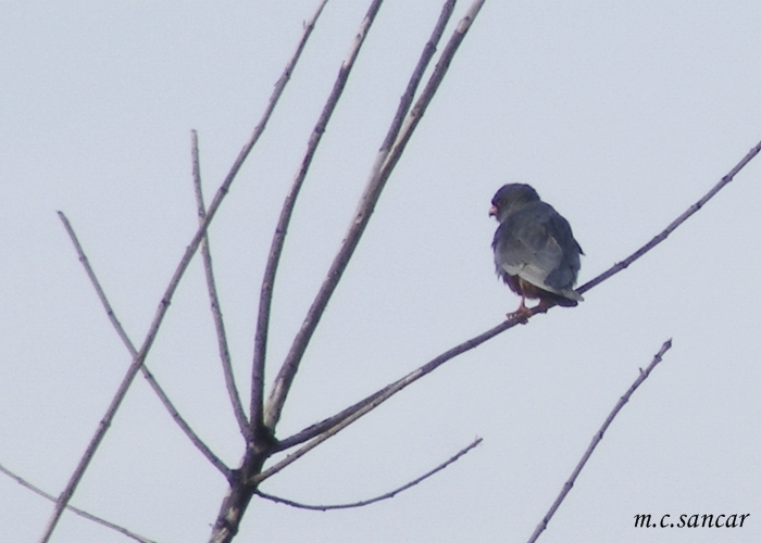 Red-footed Falcon