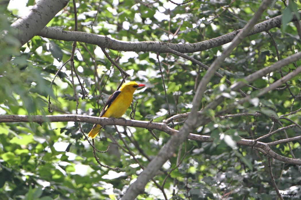 Eurasian Golden Oriole