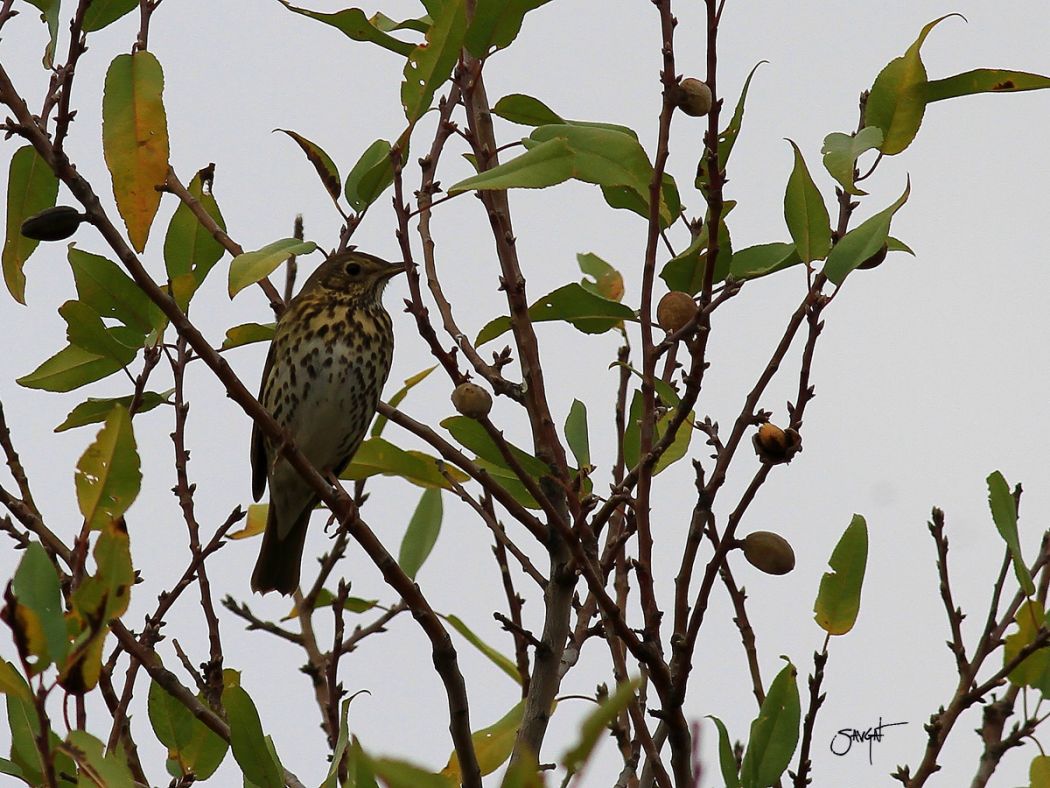 Song Thrush
