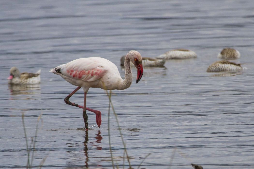 Küçük flamingo