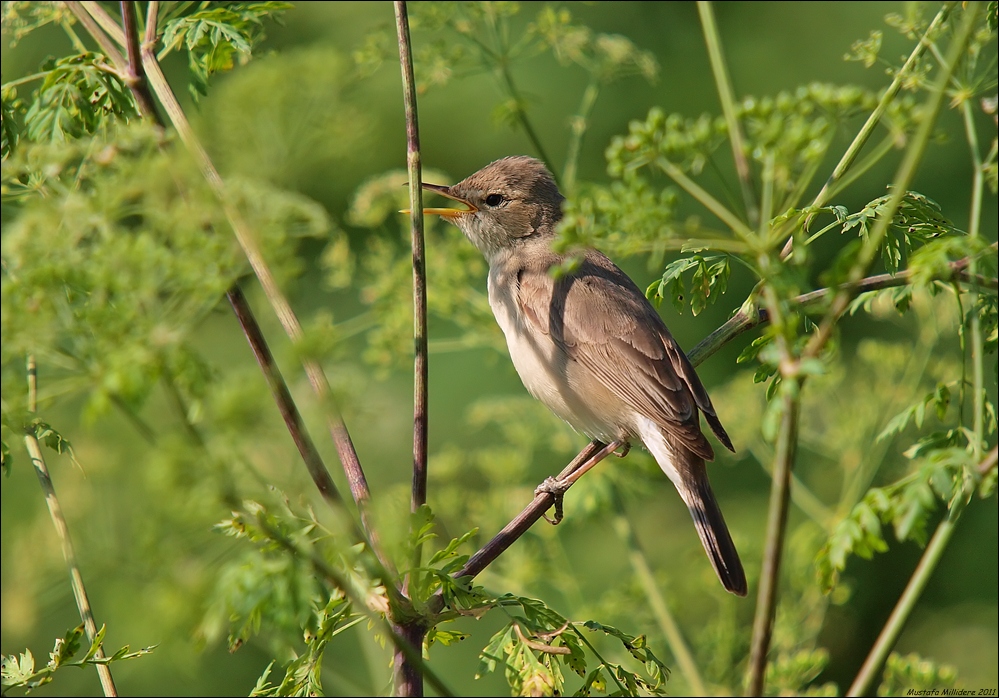 Eastern Olivaceous Warbler