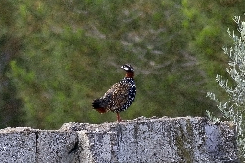 Black Francolin