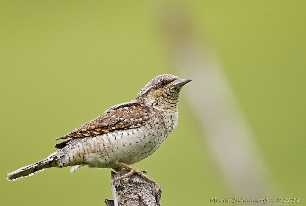 Eurasian Wryneck
