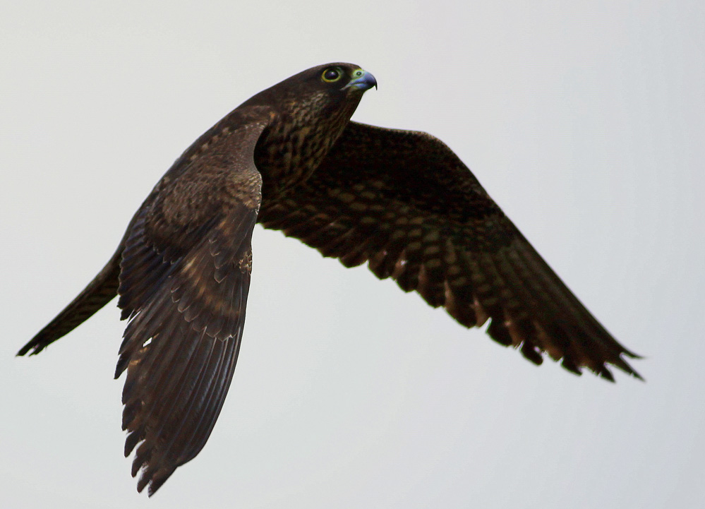 Eleonora`s Falcon