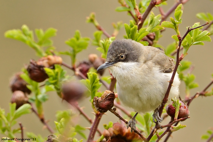 Eastern Orphean Warbler