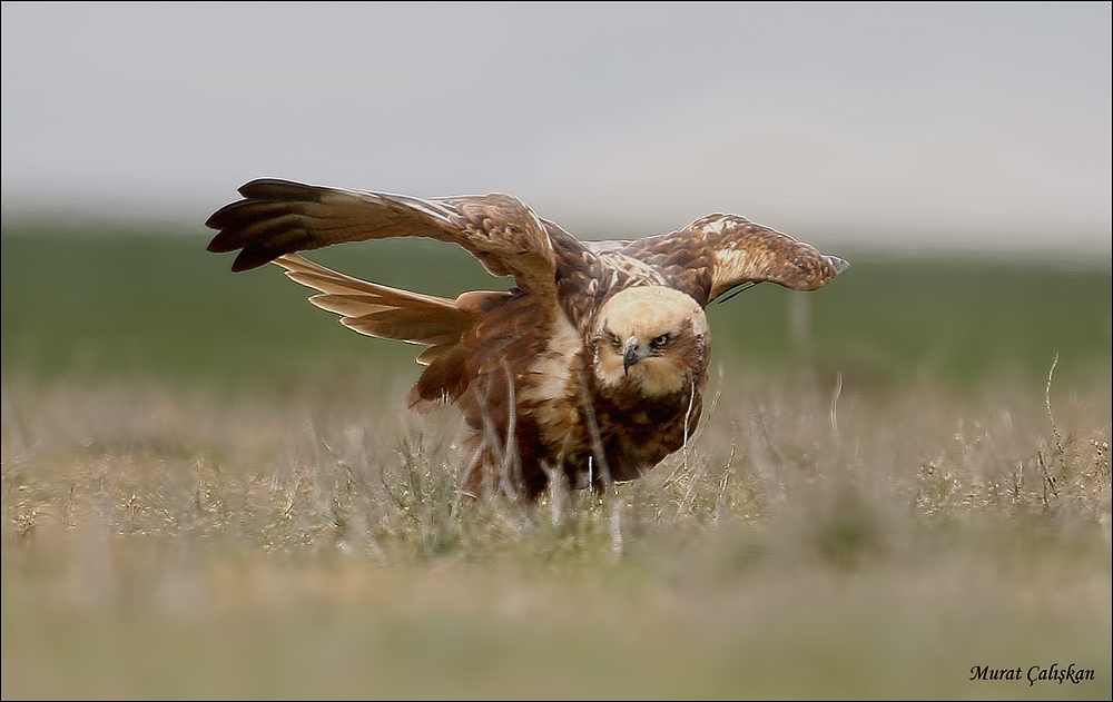 Western Marsh Harrier