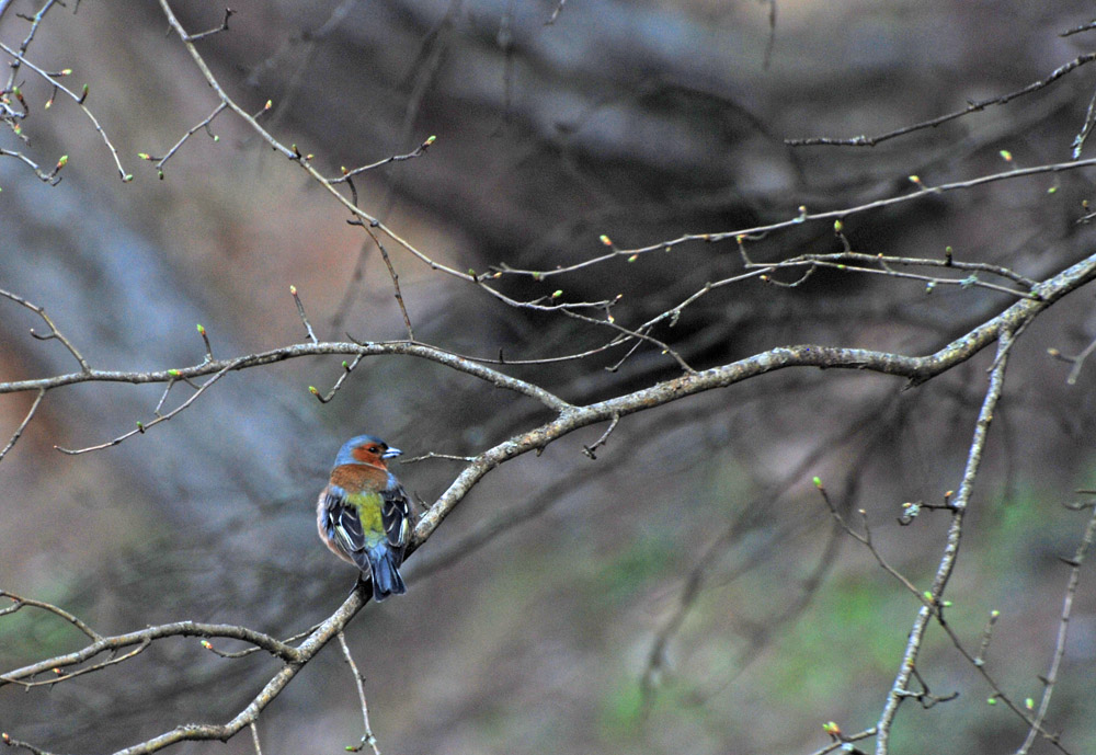 Eurasian Chaffinch