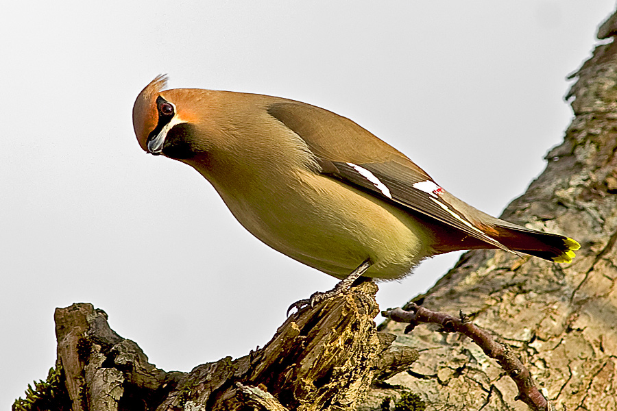 Bohemian Waxwing