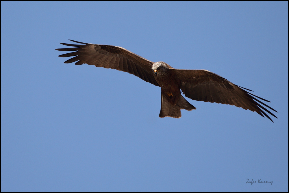 Black Kite