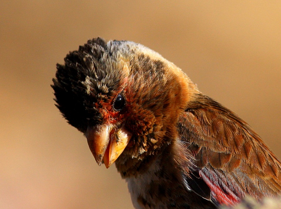 Crimson-winged Finch