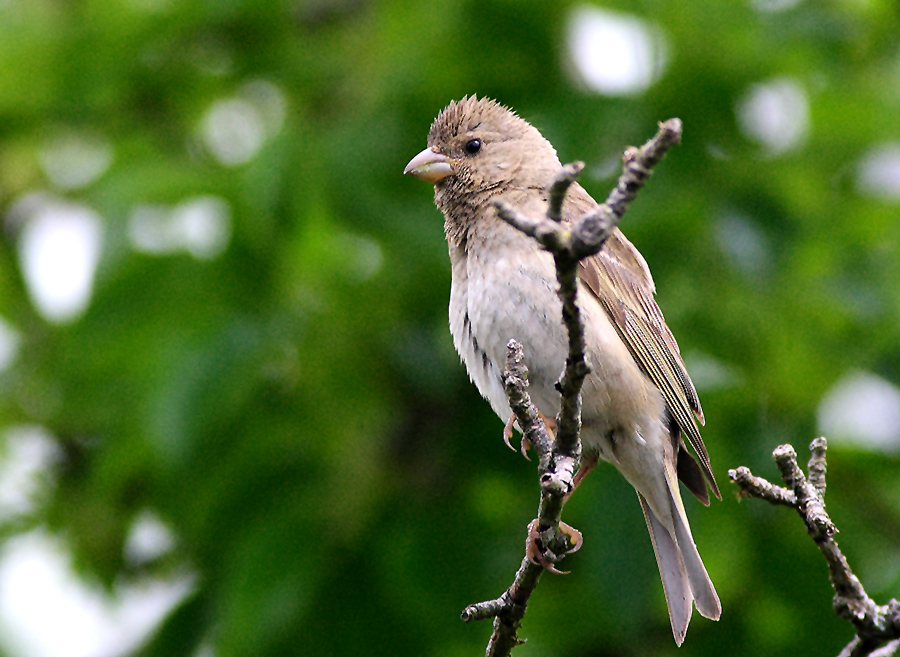 Common Rosefinch