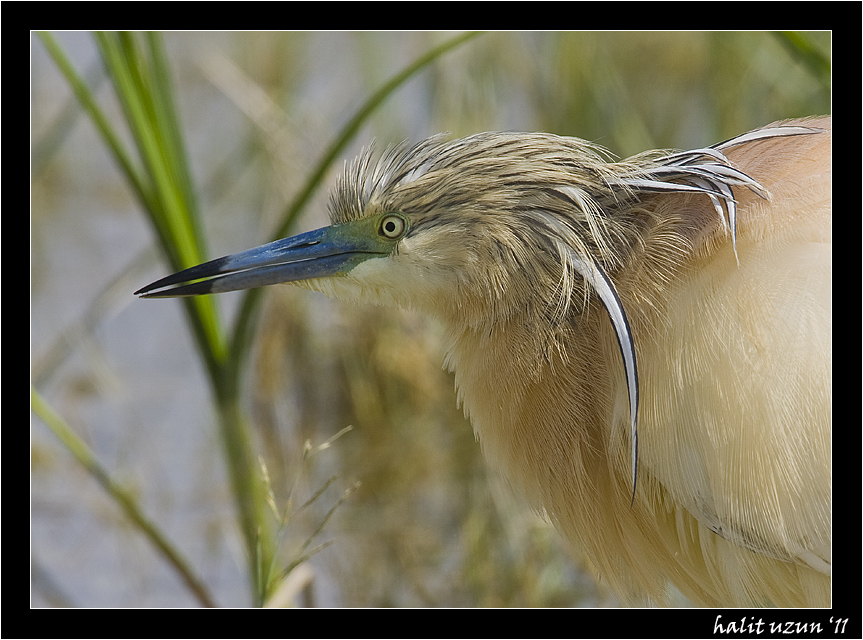 Squacco Heron