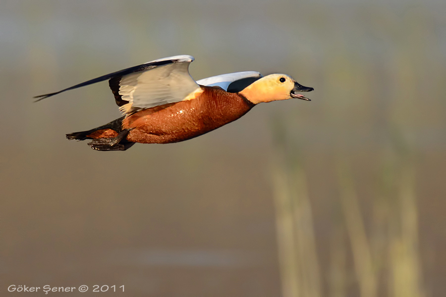 Ruddy Shelduck