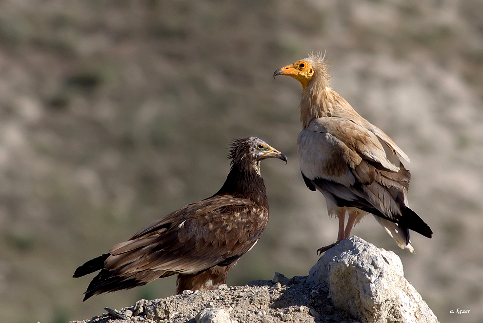 Egyptian Vulture