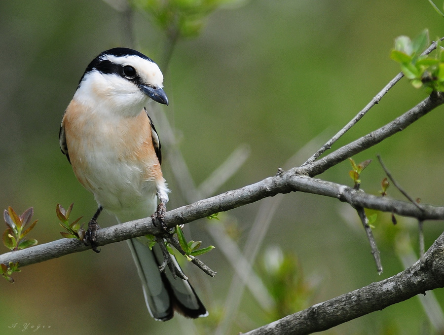 Masked Shrike