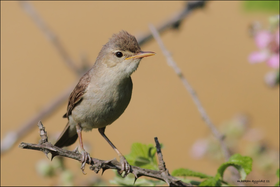 Eastern Olivaceous Warbler