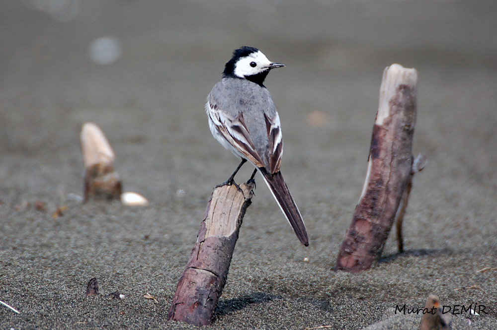 White Wagtail