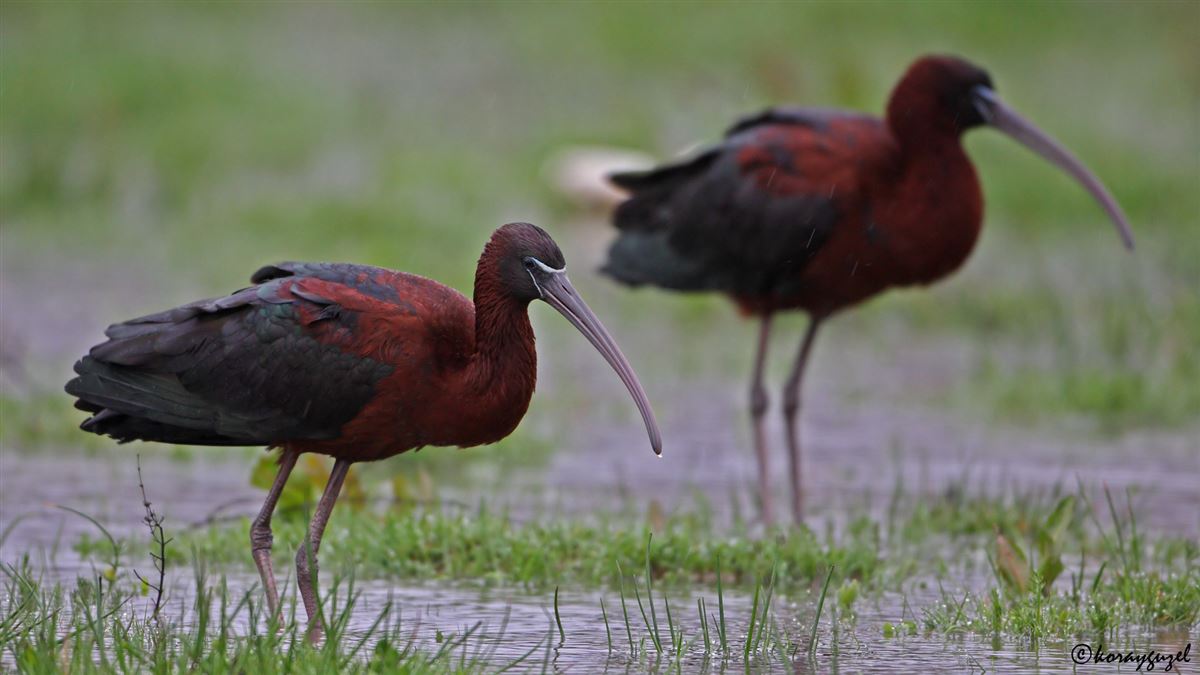 Glossy Ibis