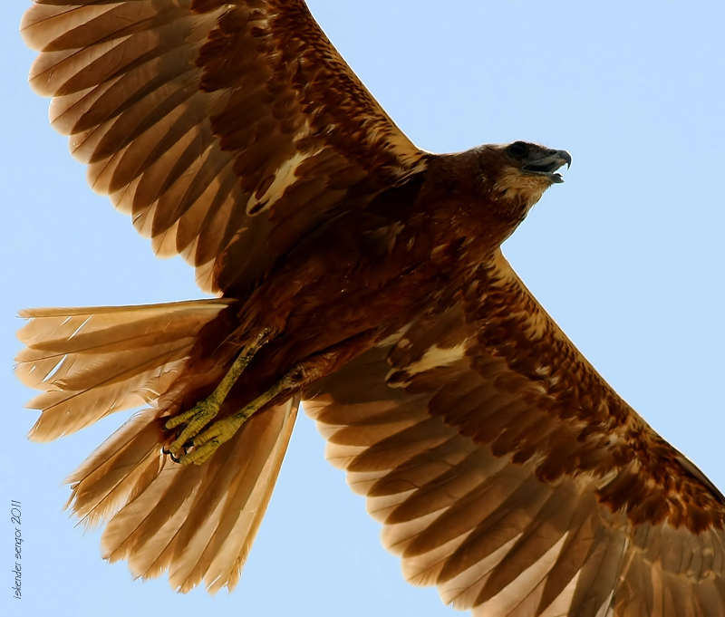 Western Marsh Harrier