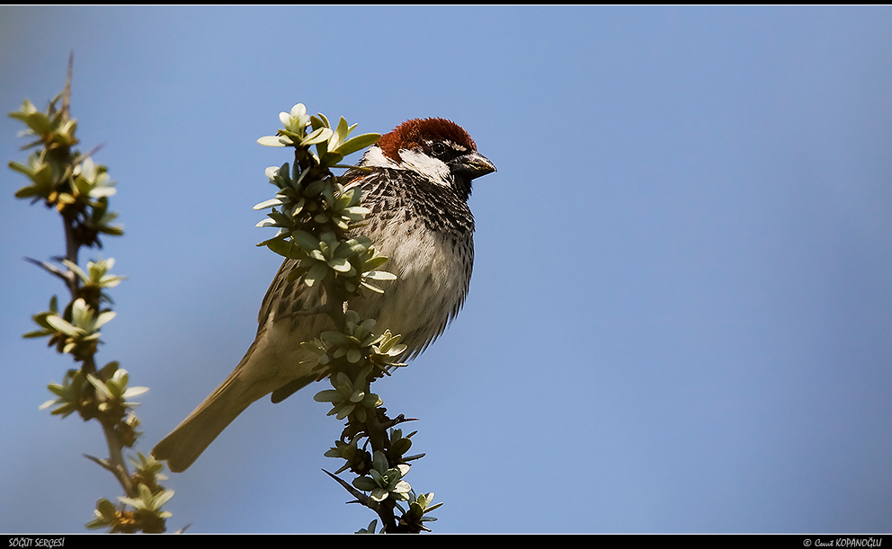 Spanish Sparrow