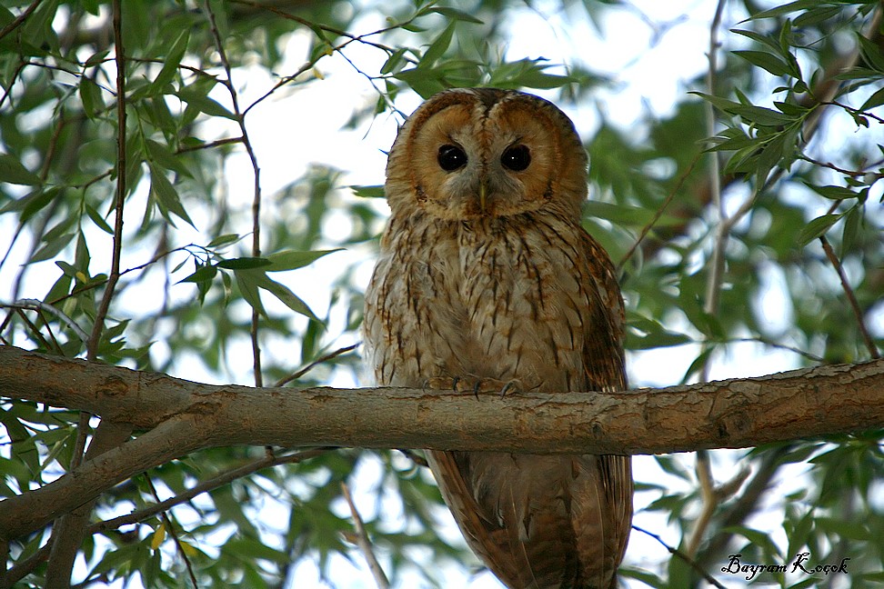 Tawny Owl