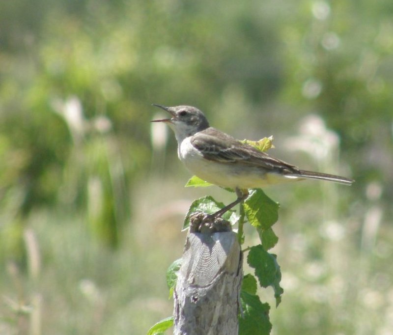 White Wagtail